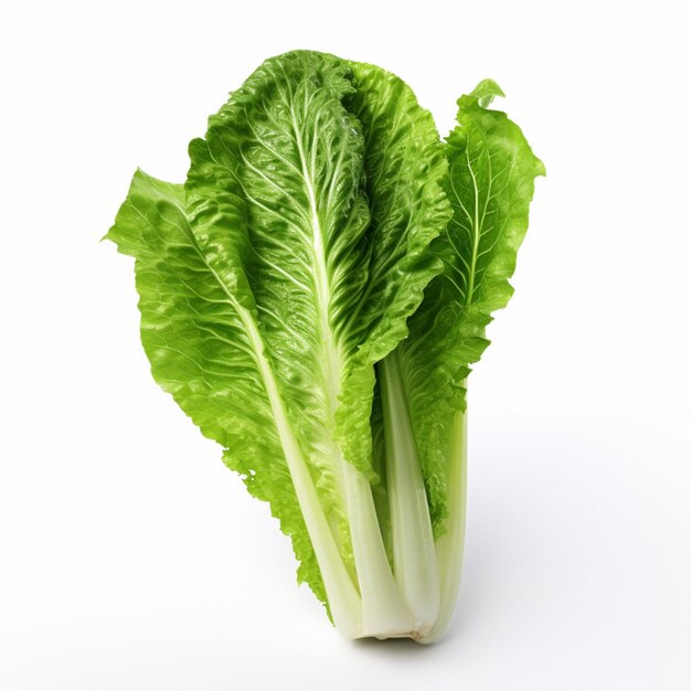 Romaine with white background high quality ultra hd