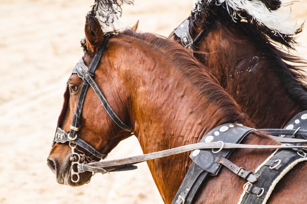 Roman chariots in the circus arena, fighting warriors and horses