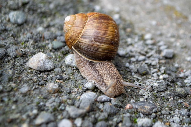 Roman Snail Helix pomatia common snail