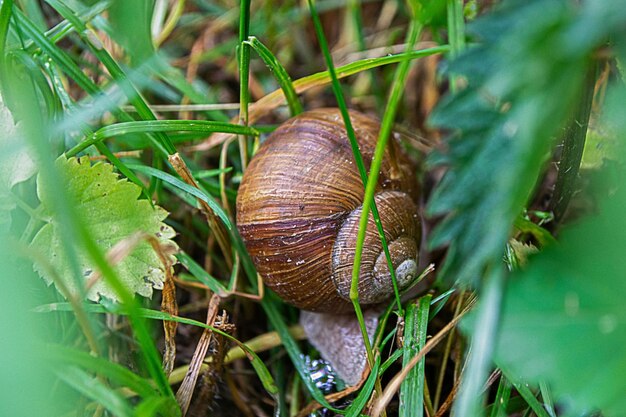 Photo roman snail helix pomatia common snail