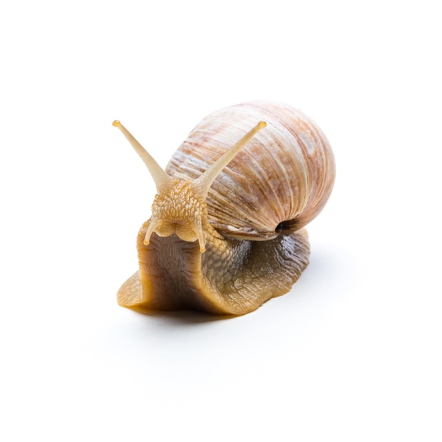 Roman snail