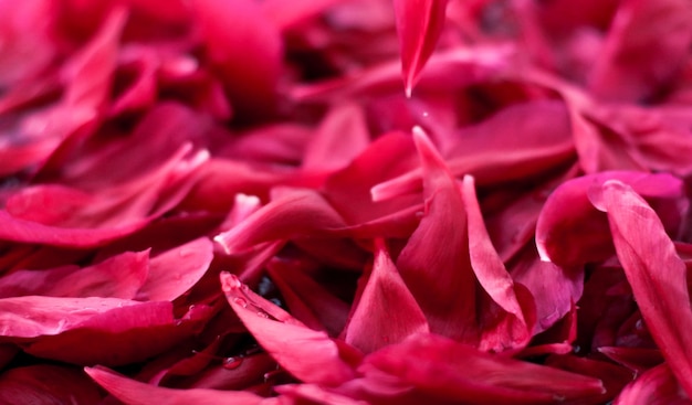 Foto petali di fiori rosa romantico astratto sfondo floreale in acqua