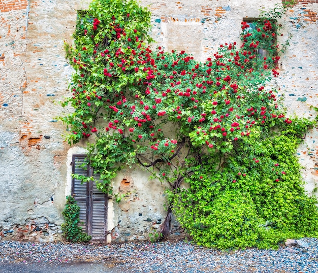 Photo romantic antique roses during summer season. the location is grungy and vintage in north italy.