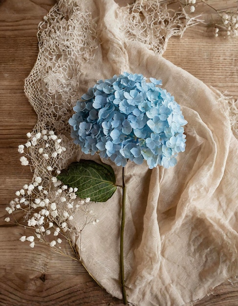 Foto sfondio romantico con un'ortensia blu