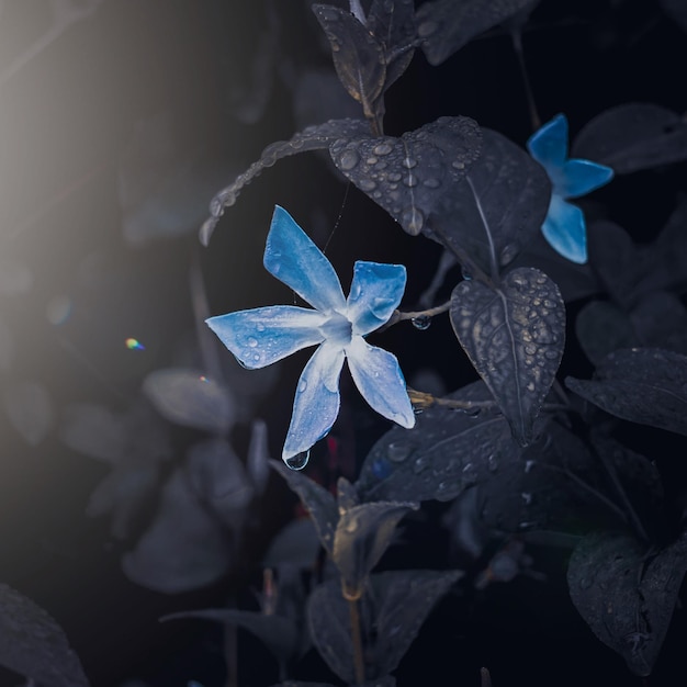봄철 정원에 있는 낭만적인 푸른 꽃, 어두운 배경