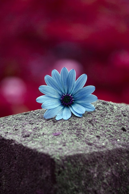 romantic blue flower in the garden in springtime