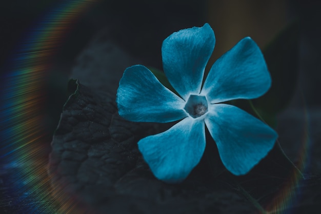 Романтический синий цветок на природе весной