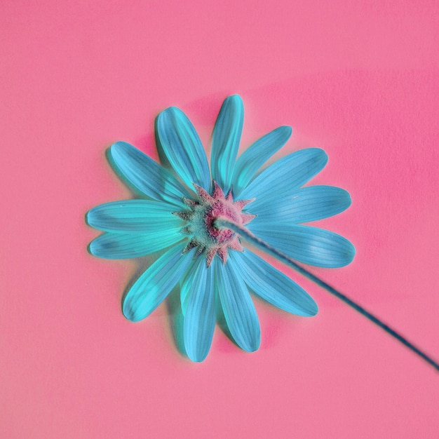 romantic blue flower in springtime