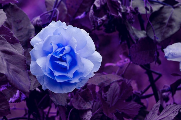 romantic blue rose flower for valentine's day