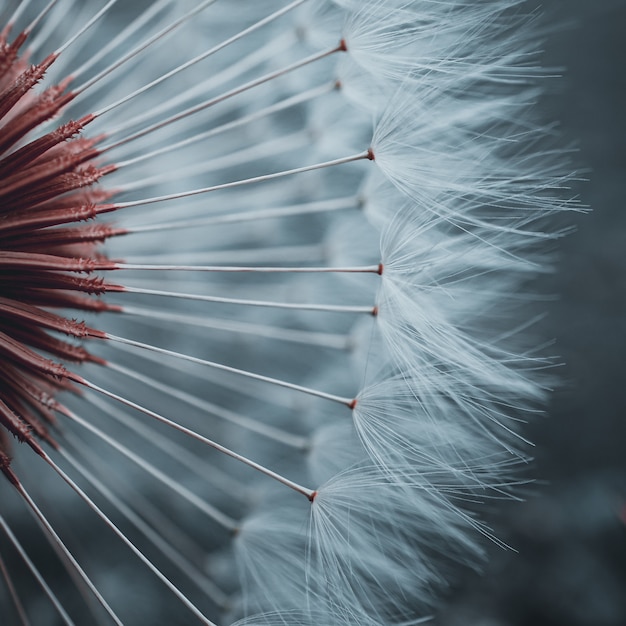 Romantic dandelion flower seed in springtime