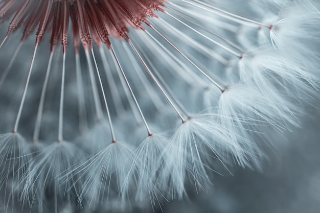 Romantic dandelion flower seed in springtime