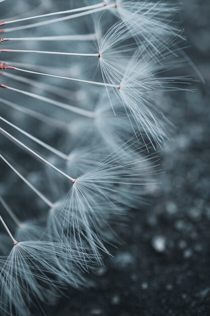 Romantic dandelion flower seed in springtime