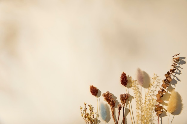 Photo romantic dried flowers on a solid background