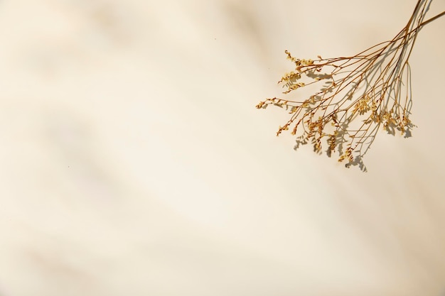 Romantic dried flowers on a solid background