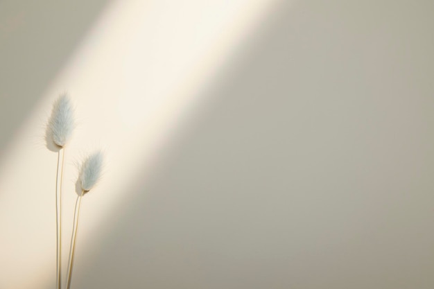 Photo romantic dried flowers on a solid background