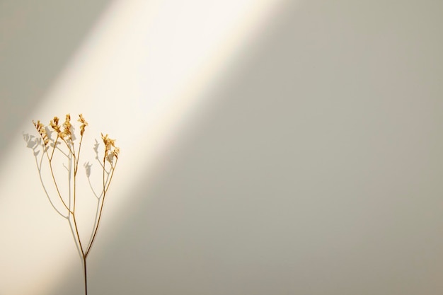 Romantic dried flowers on a solid background