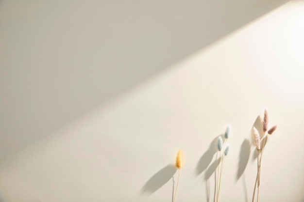 Romantic dried flowers on a solid background