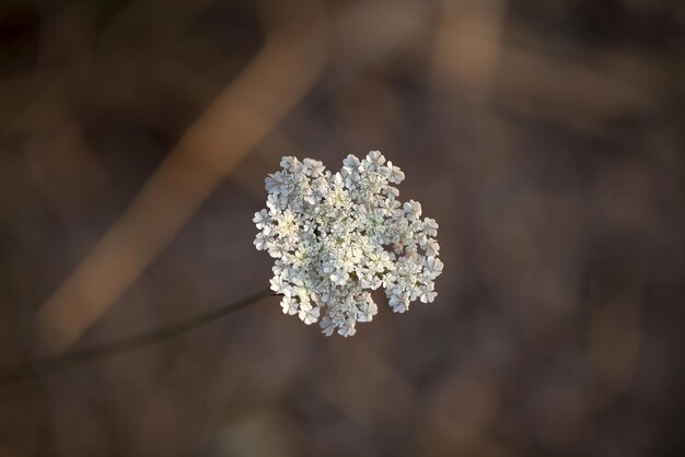 Romantic Emotional Natural Flora White Flowers Photo