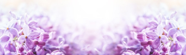 Romantic floral background with purple or violet lilac flowers.