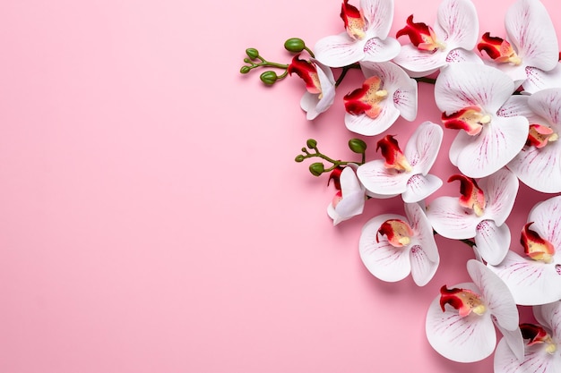 Romantic greeting card with white orchid flowers on a pink paper background. Template with copy space for text. Mockup, layout. Floral frame border. Mother's day postcard.