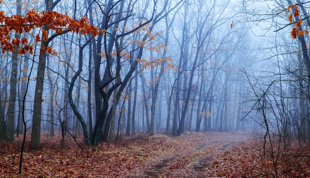 La luce romantica attraverso la nebbia brilla sulla pista nella foresta nebbiosa, durante la giornata d'autunno