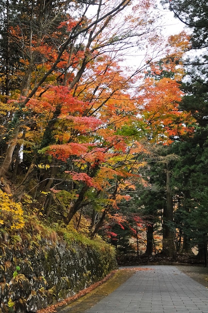 Romantic maple trees walking path in Japan