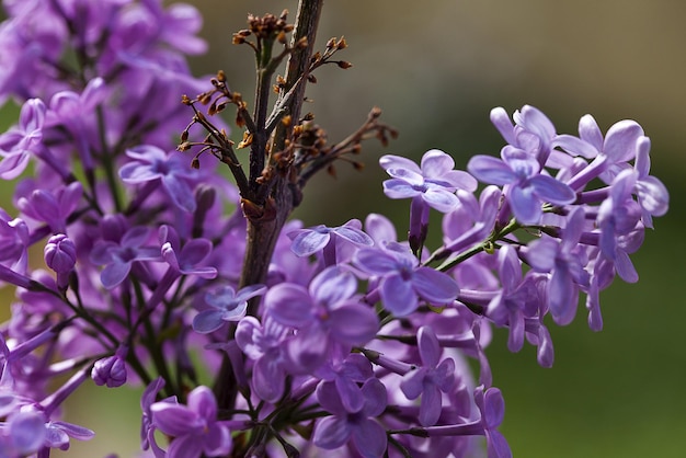 Романтическая естественная флора с фиолетовыми цветами
