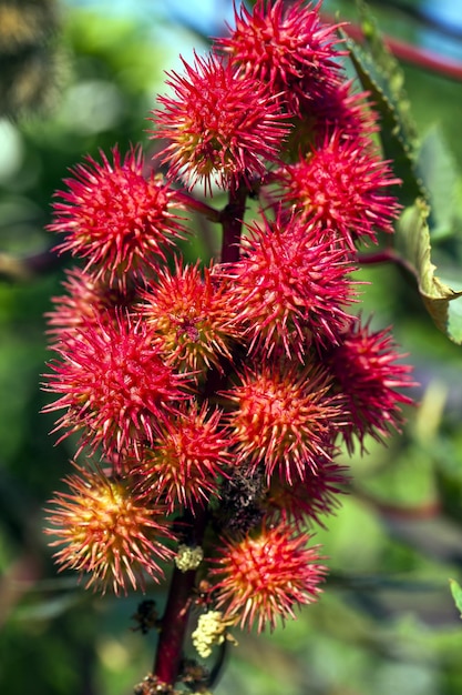 Photo romantic natural flora red flowers