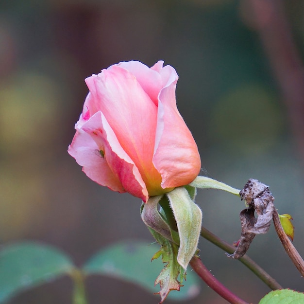 romantic pink rose in garden 