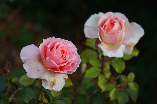 romantic pink rose in garden 