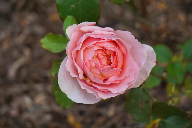 romantic pink rose in garden 