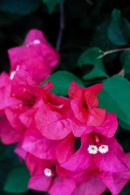 Romantic red flowers on branches showing love and tenderness among lovers