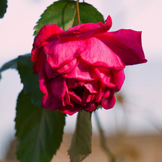 romantic red rose in garden