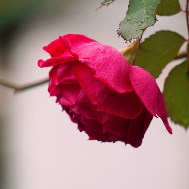 romantic red rose in garden