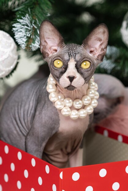 Photo romantic sphynx cat sitting in red polka dot gift box under christmas tree and looking at camera