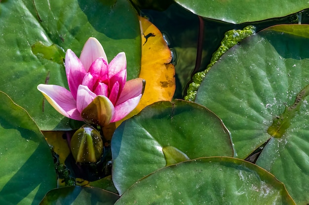 Romantic view. Water-lily in the pond