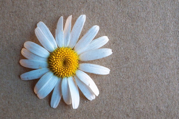 自然の中でロマンチックな白いデイジーの花の装飾