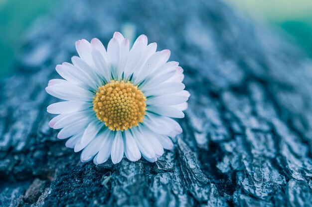 Romantic white daisy flower in springtime