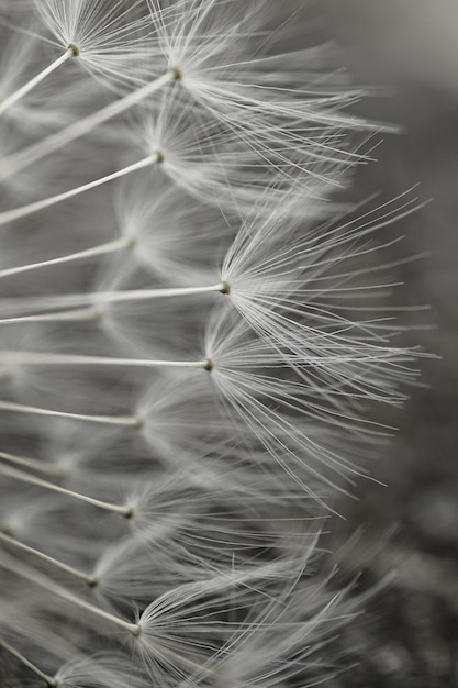 Foto seme di fiore di tarassaco bianco romantico in primavera