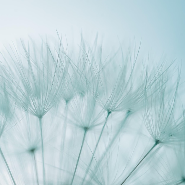 romantic white dandelion flower seed in springtime