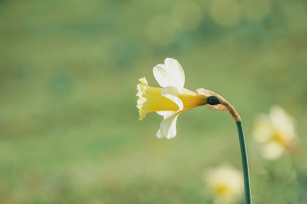 Fiore giallo romantico nella natura nella stagione primaverile
