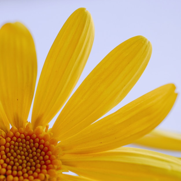 romantic yellow flower petals decoration in the nature