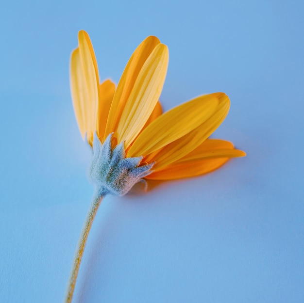 自然の中でロマンチックな黄色い花の花弁の装飾