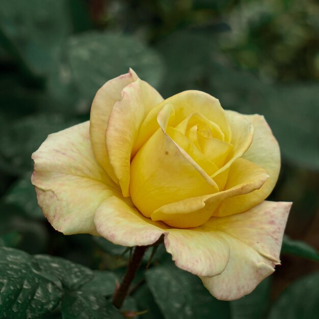 romantic yellow rose flower for valentine's day