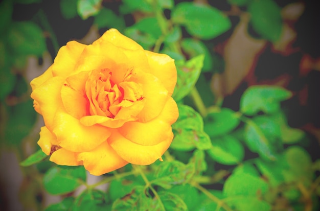 Foto fiori di rose gialle romantiche con gocce d'acqua stile vintage