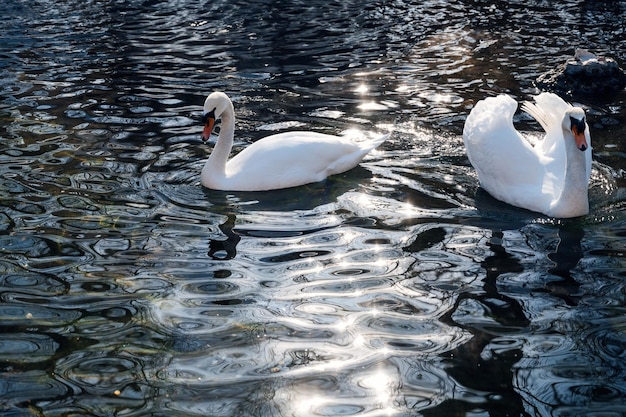 Romantisch paar witte zwanen drijven op het blauwe water van het meer