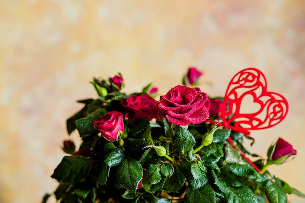 Romantisch stilleven, rode rozen op witte houten muur. Valentijnsdag concept. Zachte focus. Mooie kleine rozen en rood hart als decoratie. Wenskaart. Kopieer ruimte. Bloemen in pot.