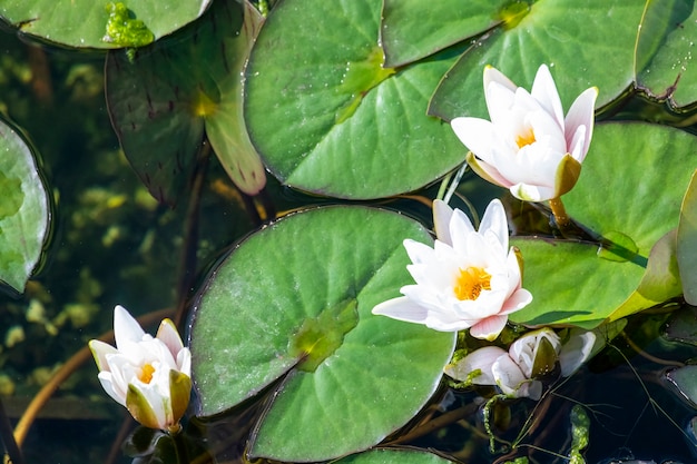 Romantisch uitzicht. Waterlelie in de vijver