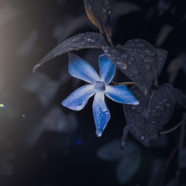 romantische blauwe bloem in de tuin in de lente, donkere achtergrond