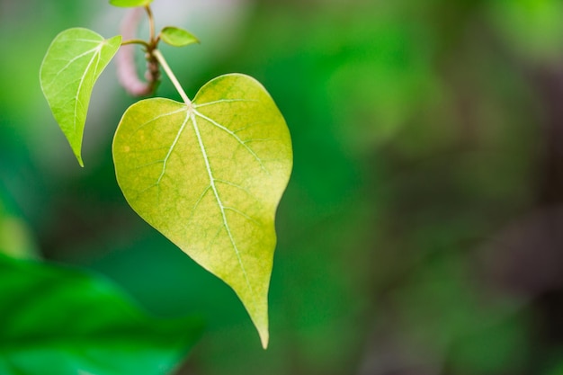Romantische boomvorm met hartvormige bladeren, groene bladhartvorm. Liefdeconcept, Valentijnsdag